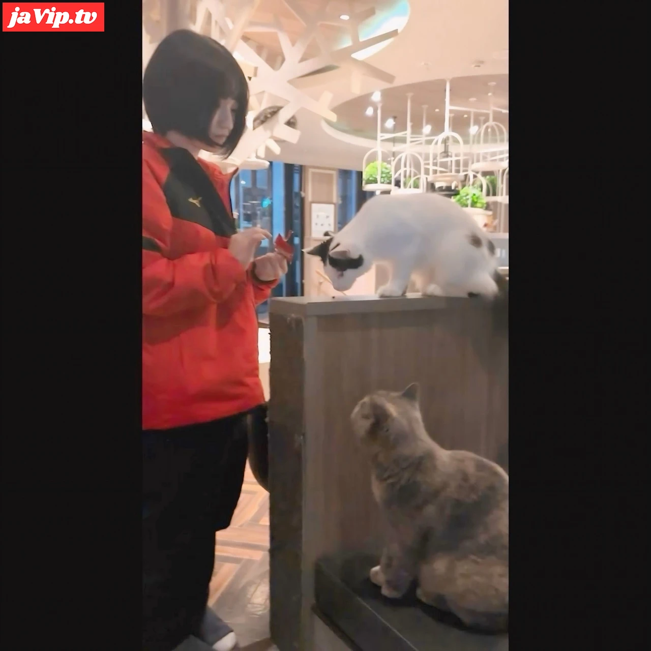 fc2ppv-4781615 - 【短期販売】*猫みたいな色白剛毛18才を猫カフェ連れて行った帰りに中出し - FC2PPV動画をオンラインで視聴 - jaVip